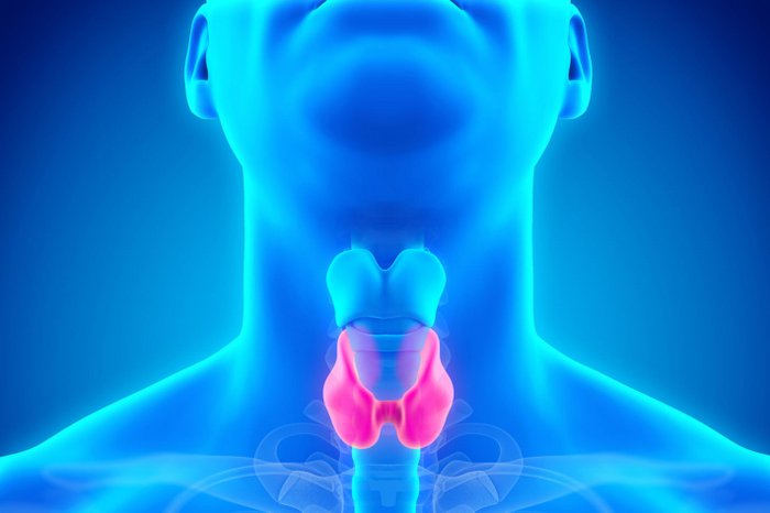 Wikimedia Commons / Divulgação