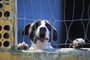 PORTO ALEGRE, RS, BRASIL.2023/04/29.Unidade de Saúde Animal Victória , hoje faz uma campanha dia de adoção, com 160 animais para adoção entre cães e gatos.(RONALDO BERNARDI/AGENCIA RBS)<!-- NICAID(15416003) -->