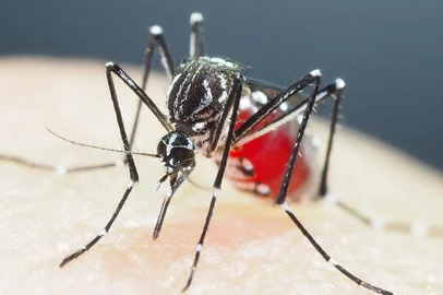 This handout photo taken on July 14, 2018 and received on January 6, 2023 courtesy of Shinji Kasai, the director of the Department of Medical Entomology at the National Institute of Infectious Diseases in Tokyo, shows an Aedes aegypti mosquito at their laboratory. - Mosquitoes that transmit dengue and other viruses have evolved growing resistance to insecticides in parts of Asia, and novel ways to control them are desperately needed, new research warns. By examining mosquitoes from several Asian countries, and Ghana, Japanese scientist Shinji Kasai found a series of mutations allows the Aedes aegypti mosquito to survive pyrethroid-based chemicals like the popular permethrin. (Photo by SHINJI KASAI / Courtesy of Shinji Kasai / AFP) / -----EDITORS NOTE --- RESTRICTED TO EDITORIAL USE - MANDATORY CREDIT "AFP PHOTO / Courtesy of Shinji KASAI" - NO MARKETING - NO ADVERTISING CAMPAIGNS - DISTRIBUTED AS A SERVICE TO CLIENTSEditoria: HTHLocal: TokyoIndexador: SHINJI KASAISecao: diseaseFonte: Courtesy of Shinji KasaiFotógrafo: Handout<!-- NICAID(15318672) -->