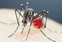 RS tem 91% dos municípios infestados pelo Aedes aegypti nas primeiras cinco semanas de 2023