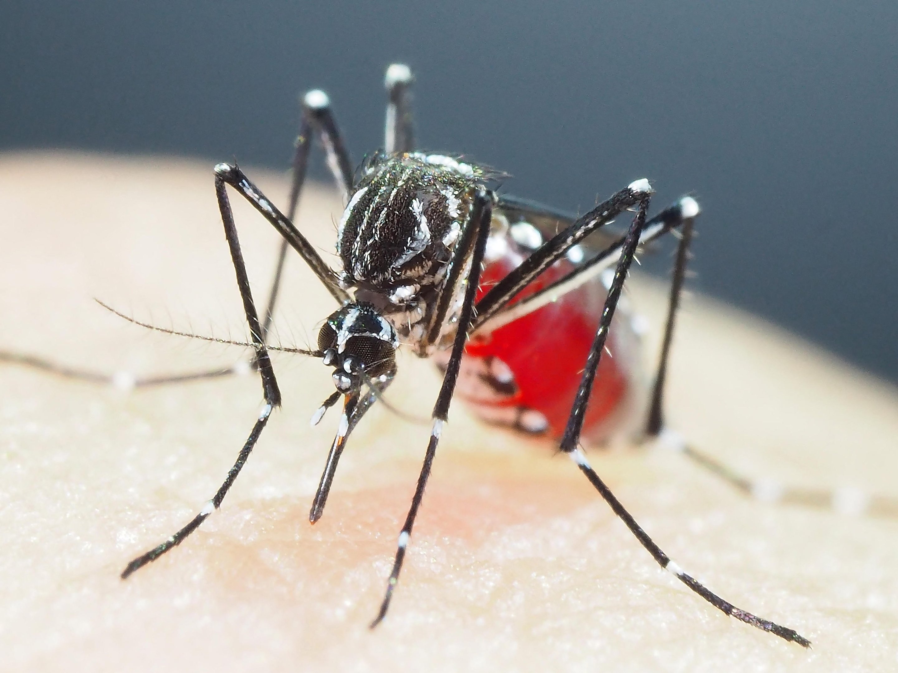 RS tem 91% dos municípios infestados pelo Aedes aegypti nas primeiras cinco  semanas de 2023 | GZH
