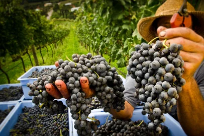 Fenavindima começa nesta semana, em Flores da Cunha e distribuirá 50 mil quilos de uva<!-- NICAID(15683063) -->