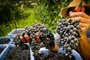 Fenavindima começa nesta semana, em Flores da Cunha e distribuirá 50 mil quilos de uva<!-- NICAID(15683063) -->