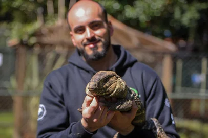 CAXIAS DO SUL, RS, BRASIL, 30/08/2023. Visita ao zoo da UCS para acompanhar os animais e seus cuidadores. Na foto, lagarto Godzilla e Gabriel Guerreiro Fiamenghi(Neimar De Cesero/Agência RBS)Indexador: NEIMAR DE CESERO<!-- NICAID(15530693) -->