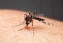 SIMULADOR: veja os sinais de alerta para a dengue e qual a sua classificação de risco em caso de suspeita