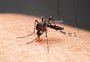 Brasil atinge 1,6 mil mortes confirmadas por dengue no ano