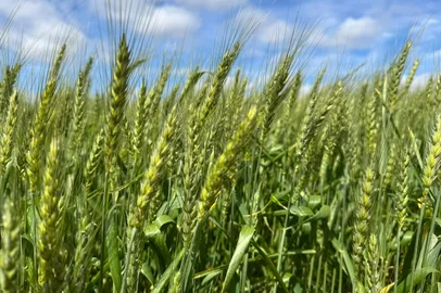 Fabiano Gregório / Emater / Divulgação Lavoura de trigo em floração e enchimento de grãos no interior do RS<!-- NICAID(16366172) -->