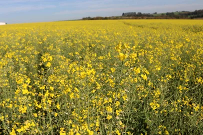 José Schafer / Emater/ Divulgação Inicia a floração de canola no RS<!-- NICAID(16060935) -->