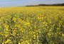 O que fez da canola a cultura que "deu certo" na safra deste inverno no RS