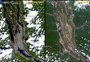 Antes e depois: satélite europeu mostra Rio Negro minguando em seca severa na Amazônia