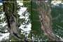 Seca no Rio Negro visto pelo satélite Sentinel2, da CapernicusEU. Imagem da esquerda mostra o rio em novembro de 2022 e, da direita, em novembro de 2023.<!-- NICAID(15603150) -->