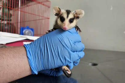 Setor de animais silvestres no Hospital Veterinário da Universidade de Passo Fundo<!-- NICAID(16147143) -->