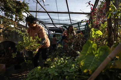 PORTO ALEGRE, RS, BRASIL, 15-07-2025: Horta Comunitária do Morro da Cruz. A iniacitiva que teve início em 2021,  criou um espaço que uniu as pautas feminista, ecológica e da alimentação saudável na comunidade da zona leste de Porto Alegre. O projeto envolve moradoras da região, produz e distribiu alimentação para cerca de 300 pessoas na região. Foto: Renan Mattos / Agência RBS<!-- NICAID(16081208) -->