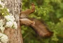Concurso fotográfico reúne as melhores imagens de animais em momentos engraçados