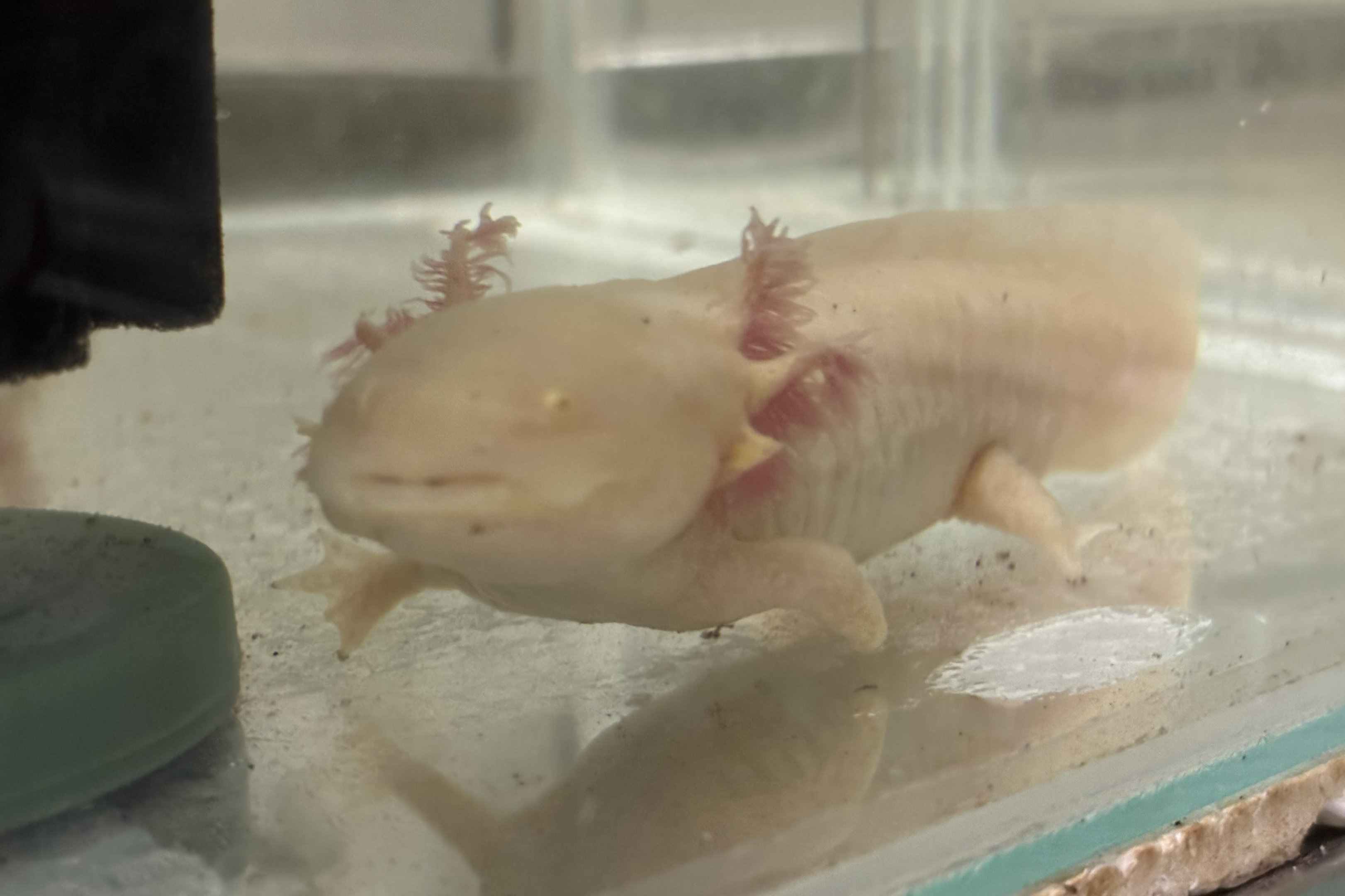 Axolote tem sido alvo de traficantes de animais no RS; anf&iacute;bio ex&oacute;tico ganhou popularidade em jogo eletr&ocirc;nico