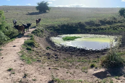 Propriedade rural em São Gabriel afetada pela falta de chuva<!-- NICAID(15317644) -->