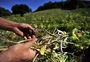 O problema para ampliar o alcance da renegociação do campo atende pelo nome de orçamento