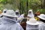 Secretaria da Agricultura conduzirá inquérito inédito sobre sanidade de abelhas<!-- NICAID(15397966) -->