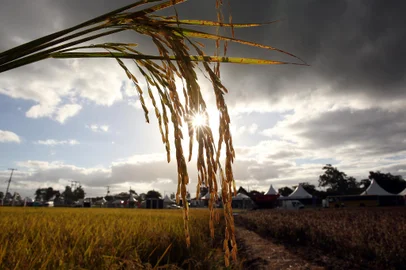 Abertura Oficial da Colheita do Arroz, em Capão do Leão<!-- NICAID(15685569) -->