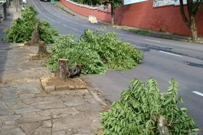 Árvores cortadas na Rua Ernesto Alves<!-- NICAID(15381684) -->