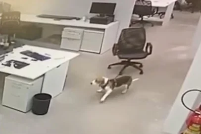 Cachorrinho correndo no escritório<!-- NICAID(14951845) -->