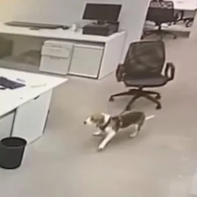 Cachorrinho correndo no escritório<!-- NICAID(14951845) -->