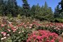 Jardim das Rosas, em Portland<!-- NICAID(15635010) -->