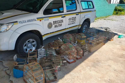 Patram Bento Gonçalves / Divulgação Fiscalização da Patram apreende 32 aves silvestres mantidas ilegalmente em Serafina Côrrea <!-- NICAID(16182792) -->