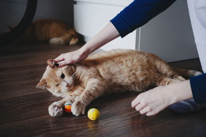 Taya Ovod / Shuterstock | Portal EdiCase Taya Ovod / Shuterstock | Portal EdiCase