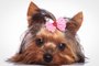 PORTO ALEGRE, RS, BRASIL,15/10/2019-Cachorrinho yorkshire Terrier está deitado.Fonte: 84310813<!-- NICAID(14290222) -->