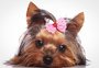 Qual a idade limite para pets fêmeas terem filhotes?