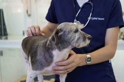 Hospital Veterinário da Universidade de Passo Fundo<!-- NICAID(15999724) -->