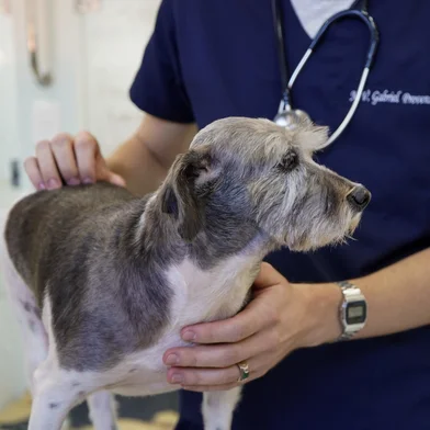 Hospital Veterinário da Universidade de Passo Fundo<!-- NICAID(15999724) -->