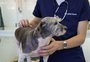 Hospital Veterinário da UPF abre UTI exclusiva para cachorros
