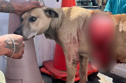 Divulgação / ONG Arpa Chuí Cães esfolados vivos no Chuí<!-- NICAID(16165039) -->