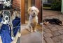 Proteção Animal de Farroupilha procura tutores de três cães recolhidos durante as romarias de Caravaggio