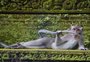 Concurso que premia foto mais engraçada de animais selvagens anuncia finalistas