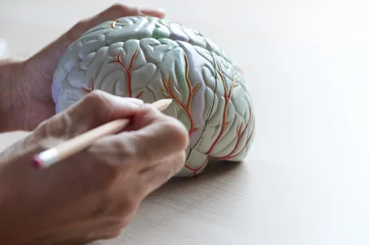 Human brain model on the desk of medical office and doctor demonstrating anatomy of brain.Indexador: Teeradej SrikijvilFonte: 277210390<!-- NICAID(15611652) -->