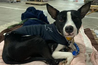 Por que muitos pets foram deixados para trás na enchente? Veja relatos de quem precisou sair de casa sem os mascotes<!-- NICAID(15788069) -->