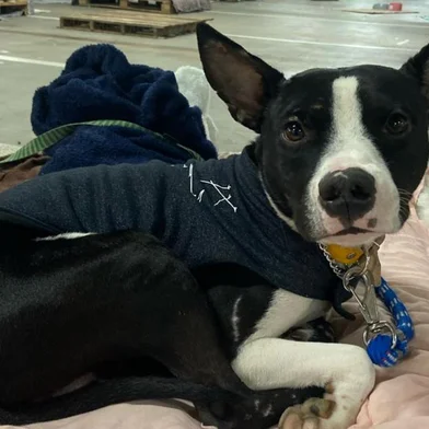 Por que muitos pets foram deixados para trás na enchente? Veja relatos de quem precisou sair de casa sem os mascotes<!-- NICAID(15788069) -->