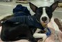 Por que tantos pets foram deixados para trás na enchente? Veja relatos de quem precisou sair de casa sem os mascotes