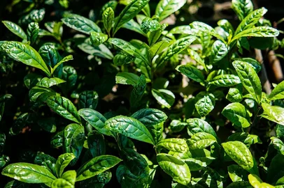 Do campo à cuia: último episódio de "No Caminho do Agro" acompanha a produção da erva-mate<!-- NICAID(16336645) -->