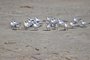 Andorinhas-de-cabot no litoral gaúcho, na praia de Tramandaí - Foto: marcianelsis/stock.adobe.comFonte: 501422797<!-- NICAID(15428883) -->