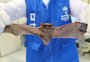 Após descoberta de morcegos com raiva em Porto Alegre, saiba o que fazer ao deparar com os animais
