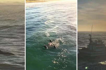 Golfinhos 'surfam' em ondas iluminadas pelo nascer do sol em Torres.