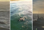 Espetáculo em alto-mar: golfinhos "surfam" em ondas iluminadas pelo nascer do sol em Torres