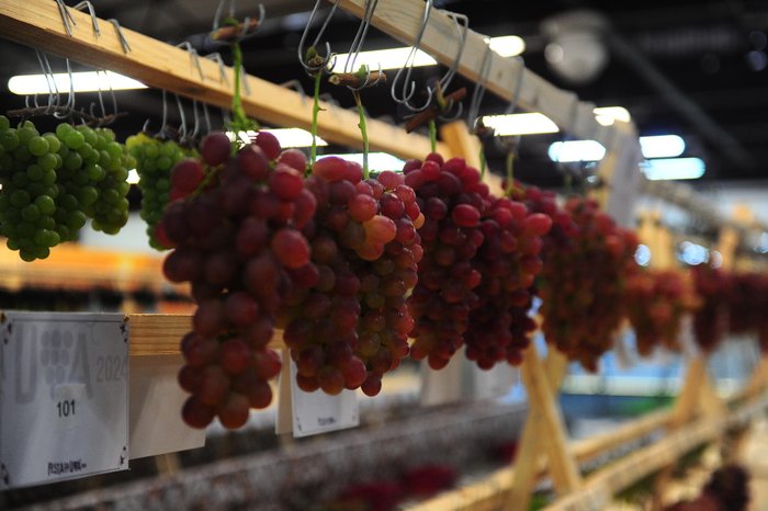 Porthus Junior / Agencia RBS Porthus Junior / Agencia RBS