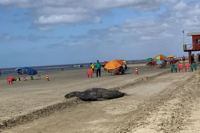 Leão-marinho que estava na Praia do Cassino, em Rio Grande, passou uma noite no mar e reapareceu em ponto diferente da orla no dia seguinte. Foito: Cram / Divulgação<!-- NICAID(15672045) -->