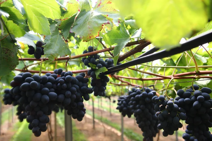 Porthus Junior / Agencia RBS