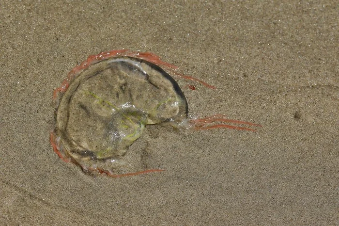 Lauro Alves / Agencia RBS